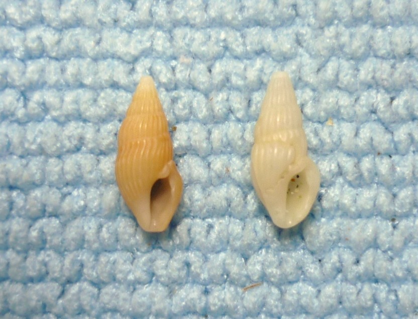 Crassopleura maravignae